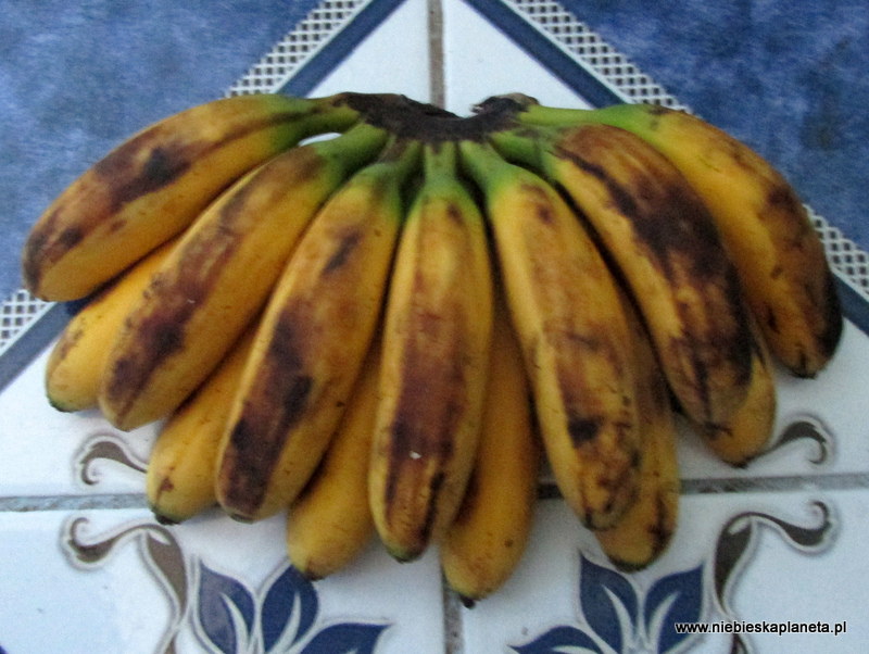 Gwatemala - banany 