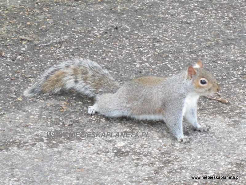 Wiewiórka w James Park