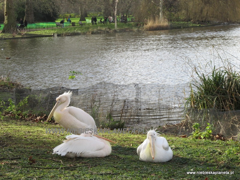 Pelikany w St James's Park w Londynie