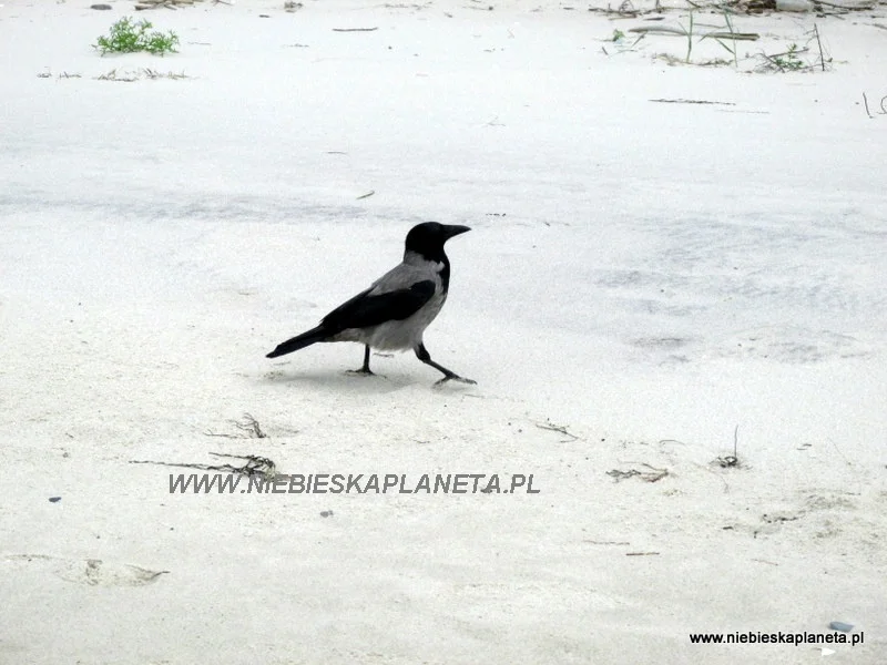 Ludzi na szlaku pomiędzy Międzyzdrojami, a Wisełką ludzi raczej się nie spotyka ale towarzyszą nam ptaki :)