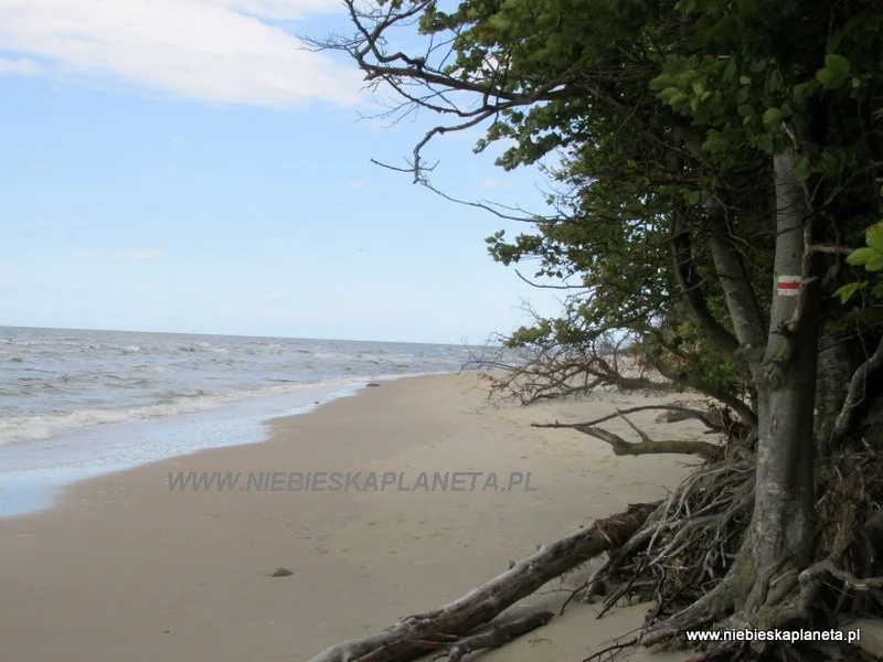 Szlak Międzyzdroje - Wisełka jest dobrze oznakowany ale miejscami bardzo wąski.
