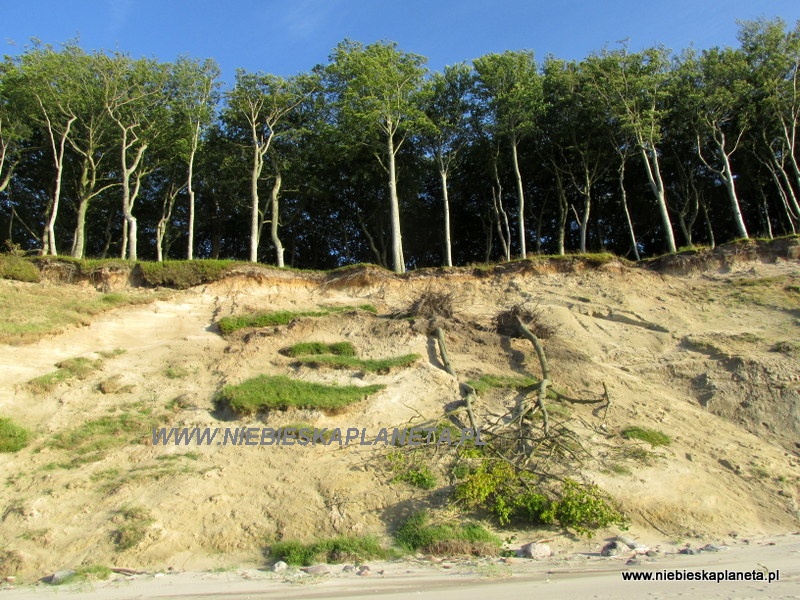 Co roku Morze Bałtyckie zabiera 80 cm wybrzeża. Widzimy przewrócone drzewa, którym morze zabrało oparcie dla korzeni. 