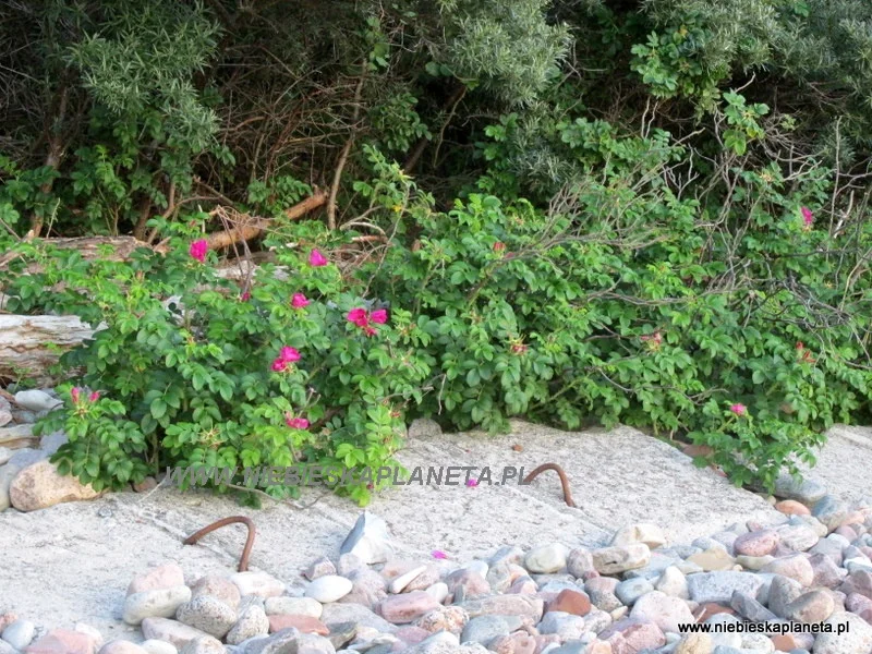 Betonowe umocnienia brzegu, które mają zapobiegać zabieraniu lądu przez morze. Także krzewy dzikiej róże umacniają bałtyckie wybrzeże.