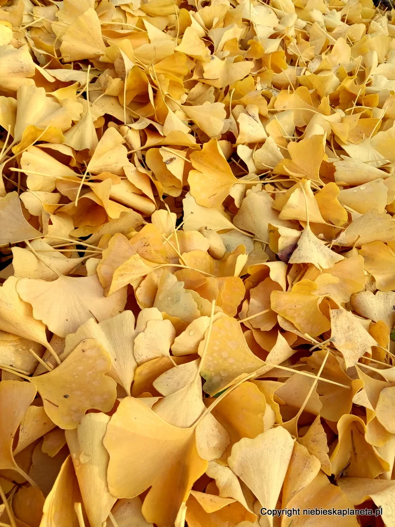 MIłorząb japoński