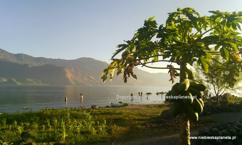 Papaja nad jeziorem Atitlan