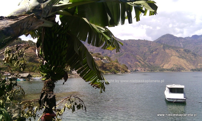 Bananowiec na jeziorem Atitlan w Gwatemali