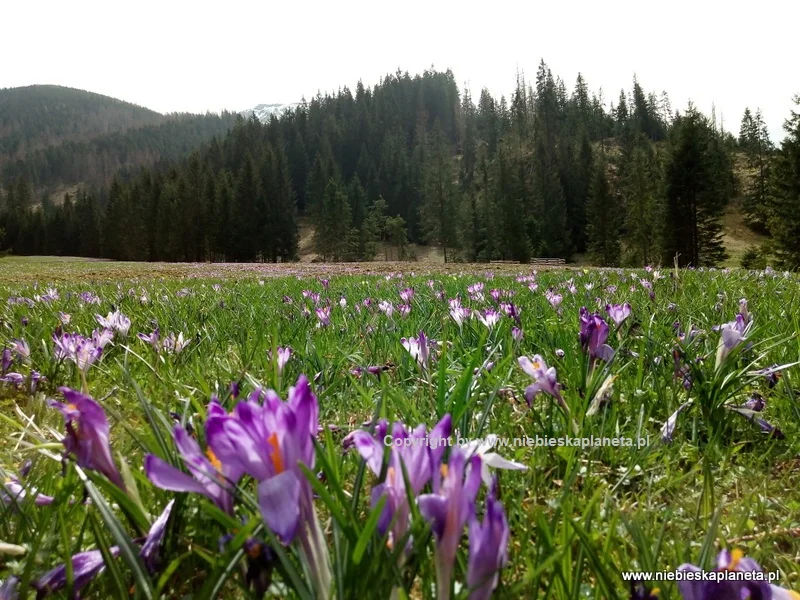 Dolina Chochołowska - krokusy Dolina Chochołowska - krokusy
