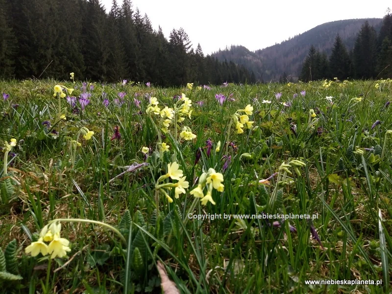 Krokusy i pierwiosnki w Dolinie Chochołowskiej