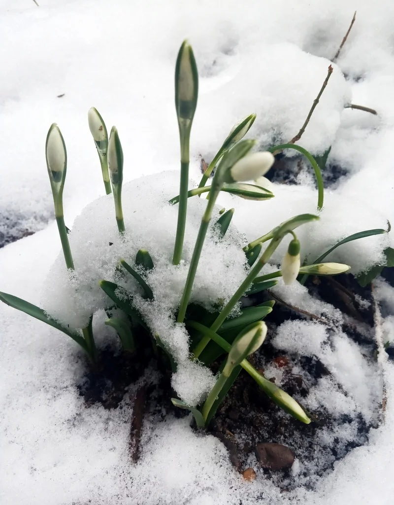 Ciekawostki o przebisniegach Ciekawostki o przebiśniegach