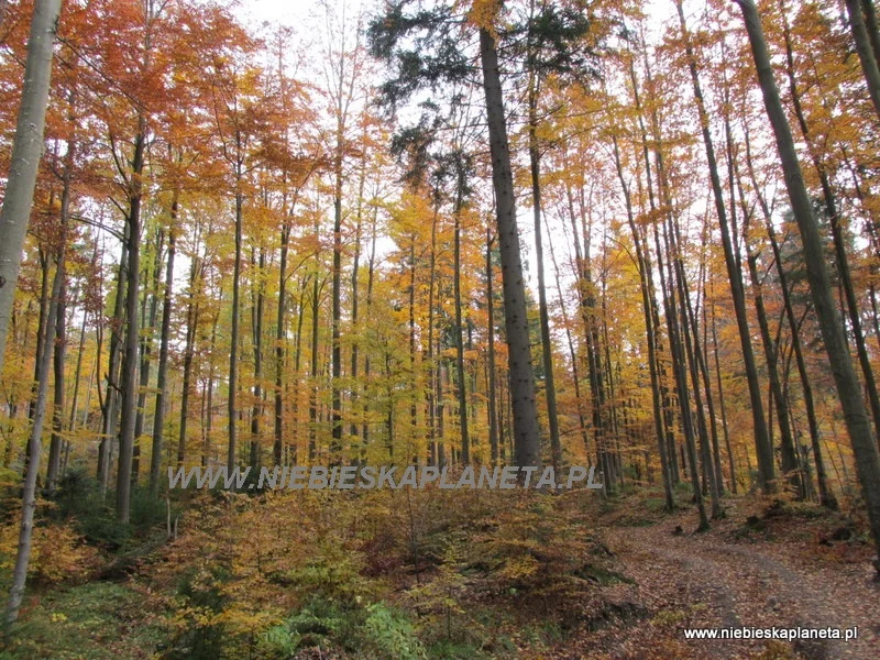 Szlak niebieski na Baranią Górę