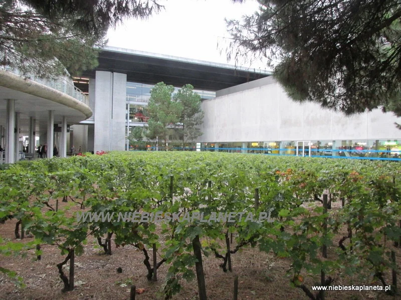 Bordeuax. Winnica przy lotnisku.