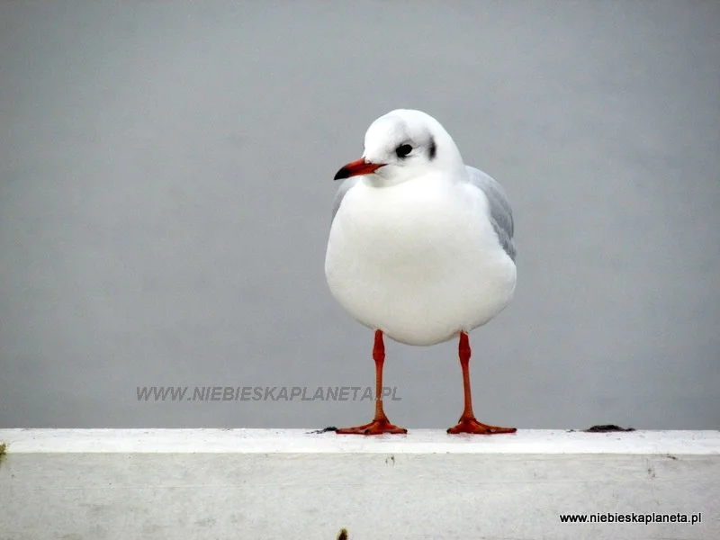 Mewa na sopockim molo