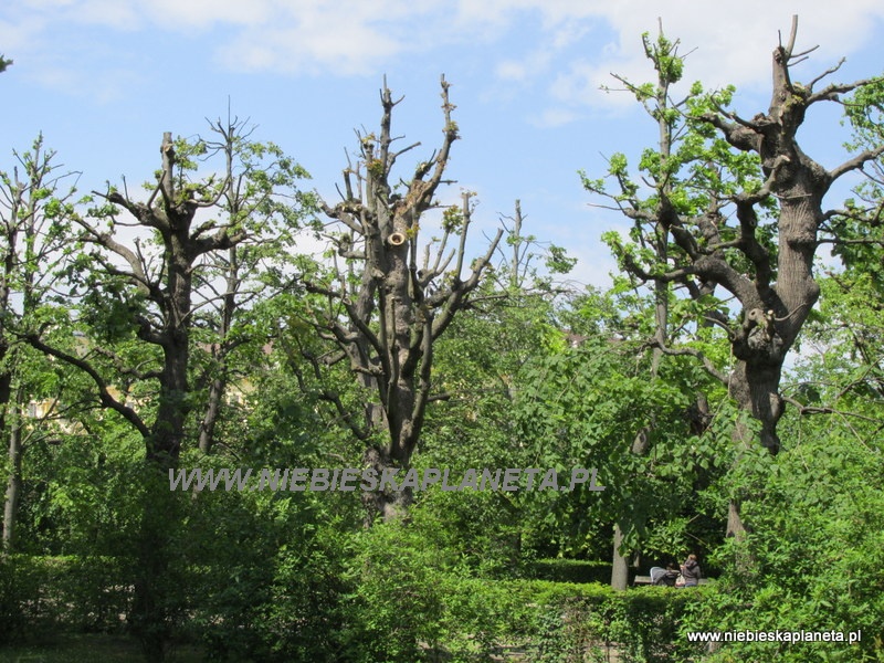 Park Schonbrunn - Klony