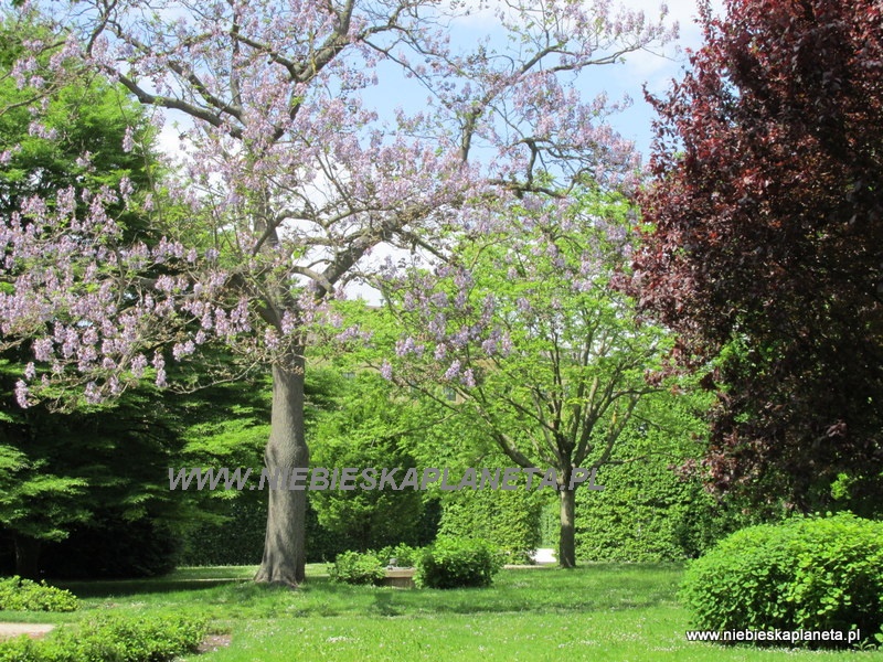Park Schonbrunn wiosną.