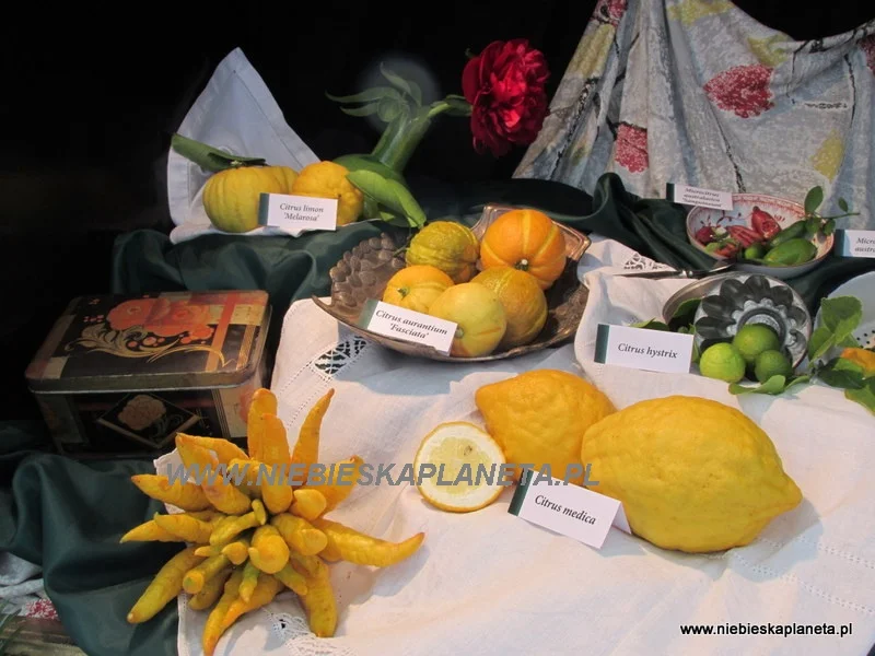 Oranżeria Schonbrunn "Kompozycja z Cytrusów"