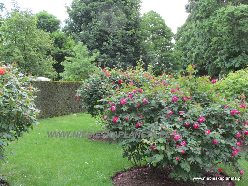 Schonbrunn - Ogród różany